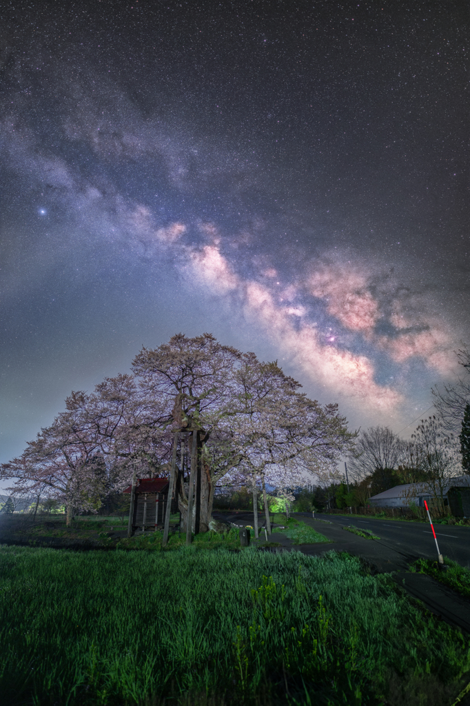 七ツ田の弘法桜