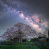七ツ田の弘法桜