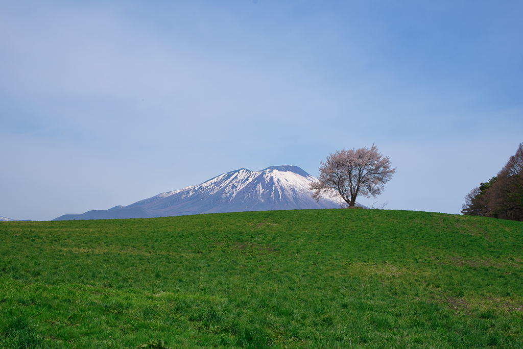 桜巡りシリーズ　三角山の一本桜①