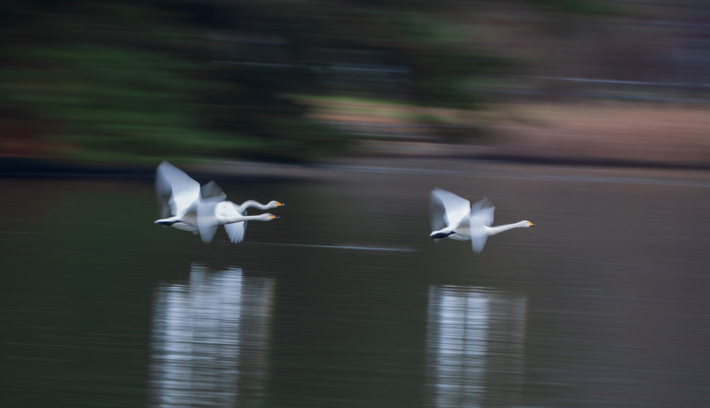 高松の池　白鳥流し