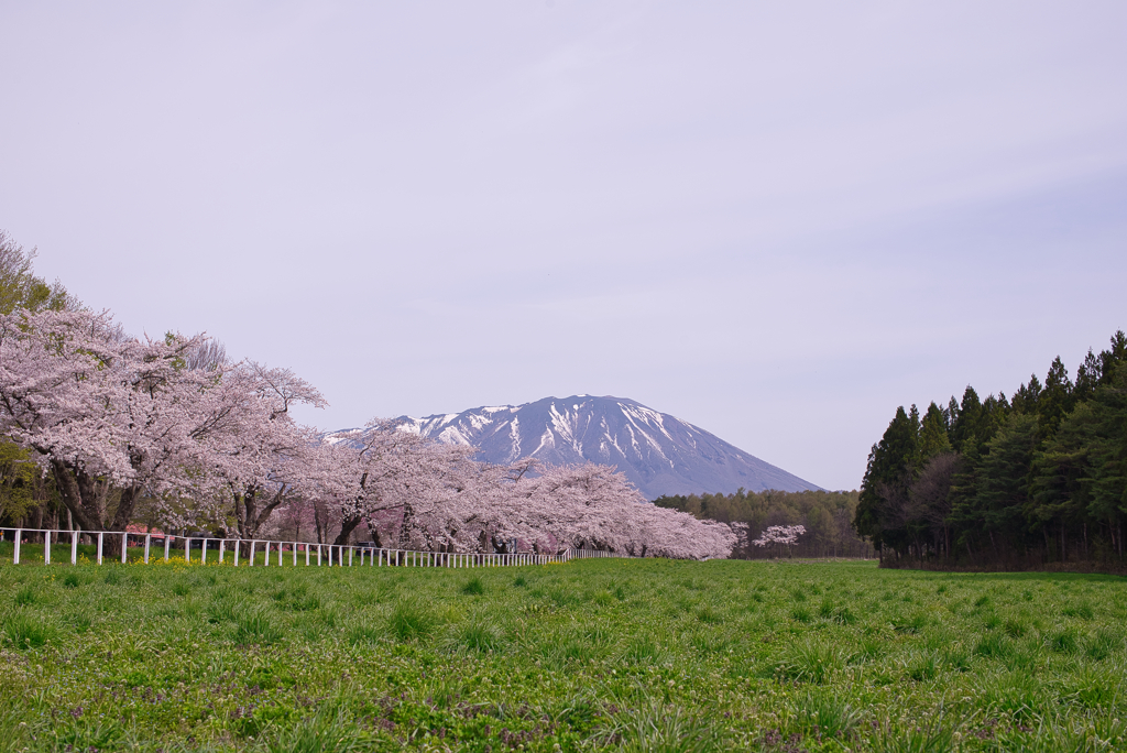 桜巡りシリーズ　小岩井農場  桜並木(昼ver)