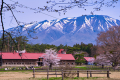 桜巡りシリーズ　小岩井農場上丸牛舎