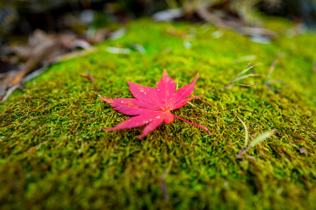 紅一点