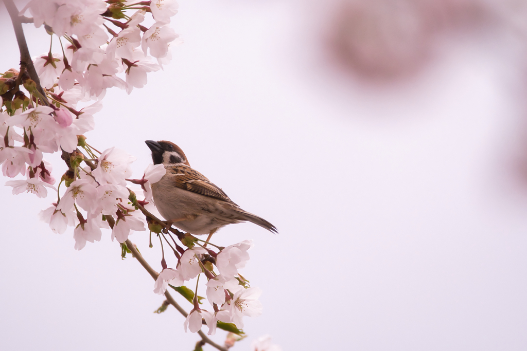 スズメと桜