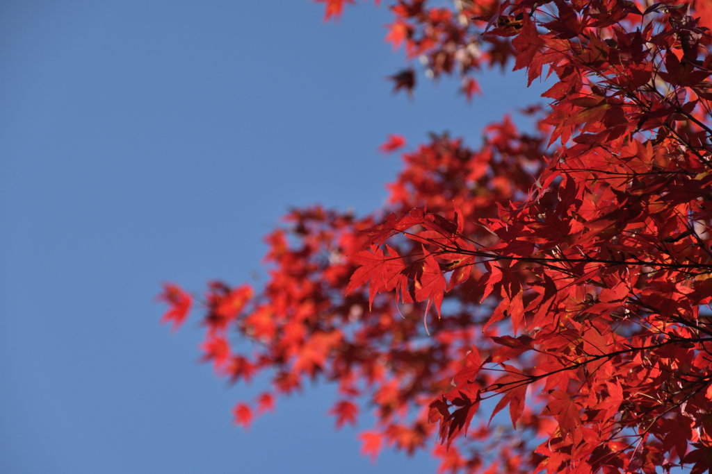 世界遺産平泉　毛越寺6　青空と紅葉