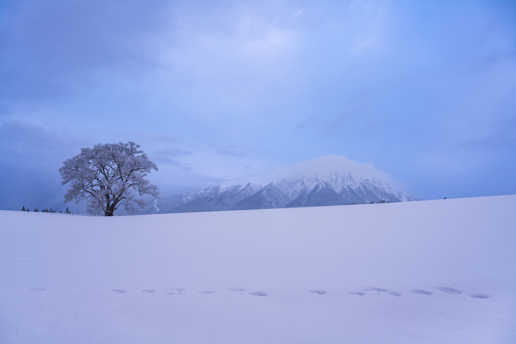 雪の華②