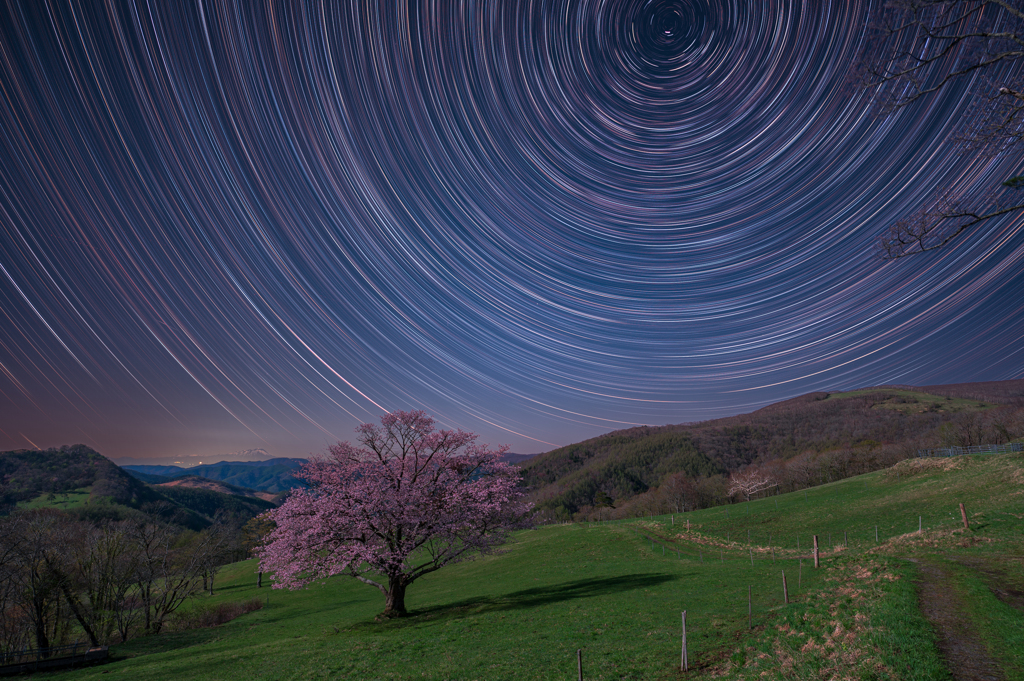 宇瀬水の一本桜