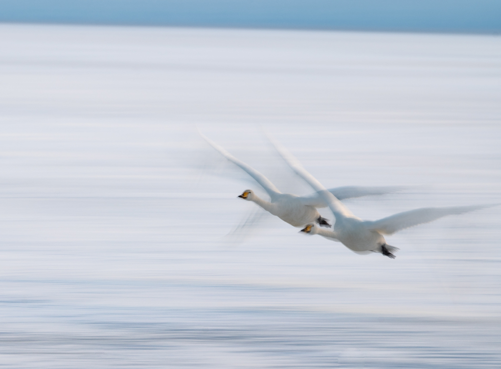 高松の池　白鳥