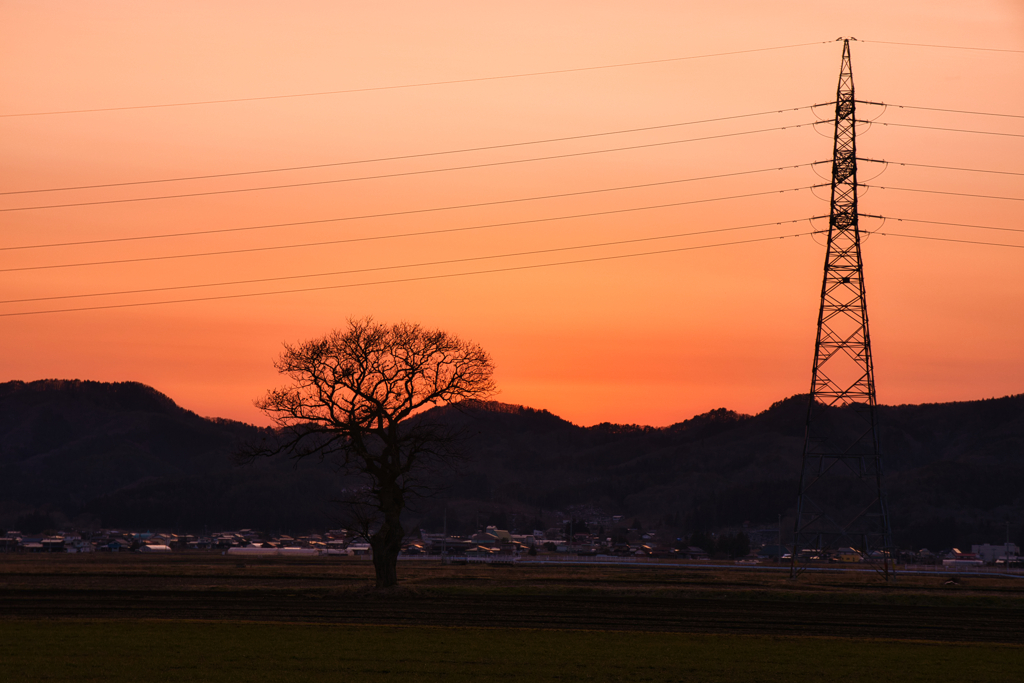 木と鉄塔