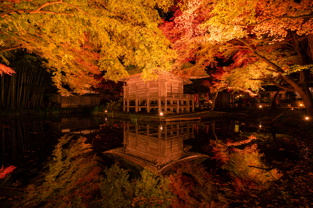 中尊寺『紅葉銀河』紅葉ライトアップ