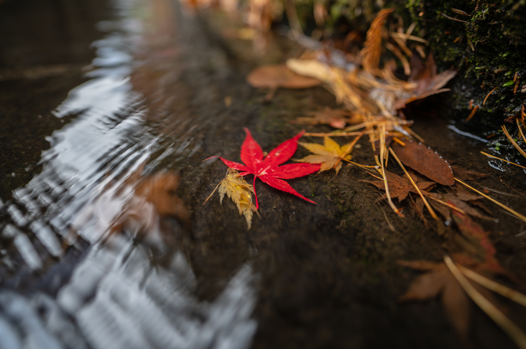 紅一点②