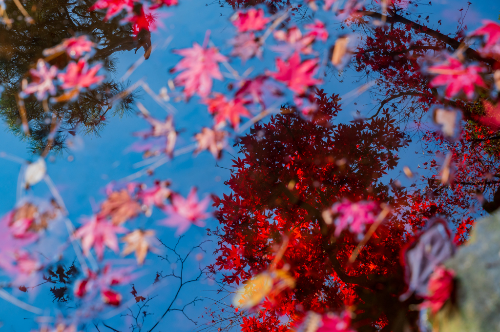 南昌荘　紅葉散策④