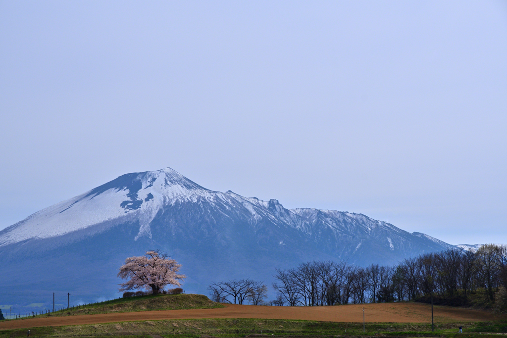 桜巡りシリーズ　為内の一本桜