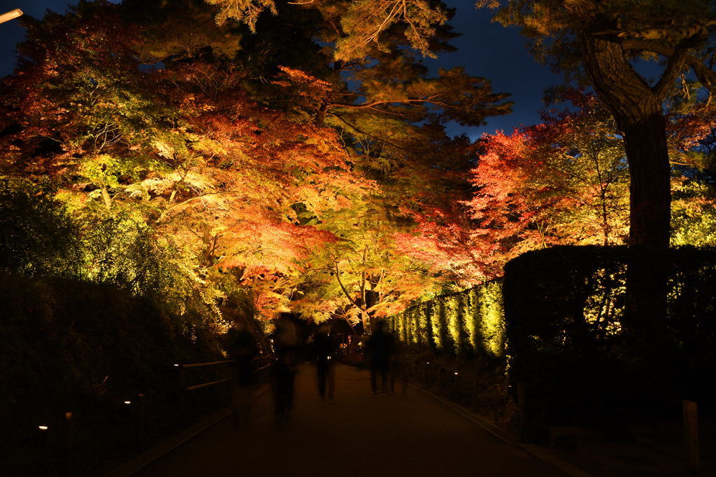 世界遺産平泉　中尊寺参道     紅葉のトンネル