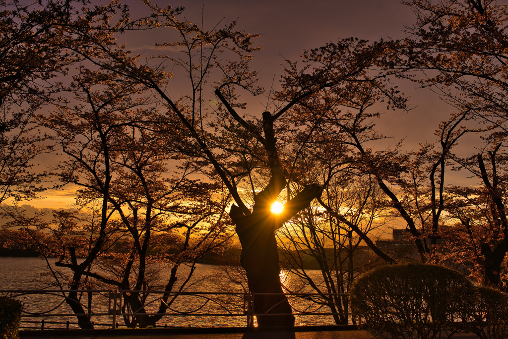黄金桜