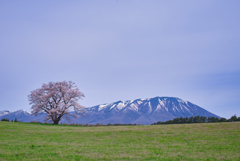 桜巡りシリーズ　小岩井農場の一本桜(昼ver)