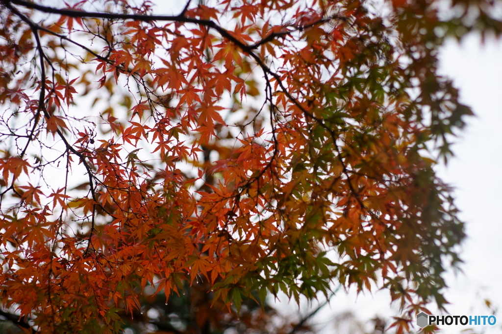 曇天に紅を差す