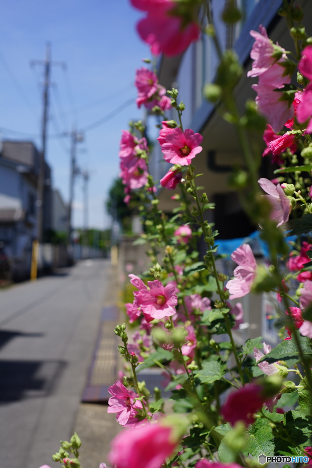 この時期の定番