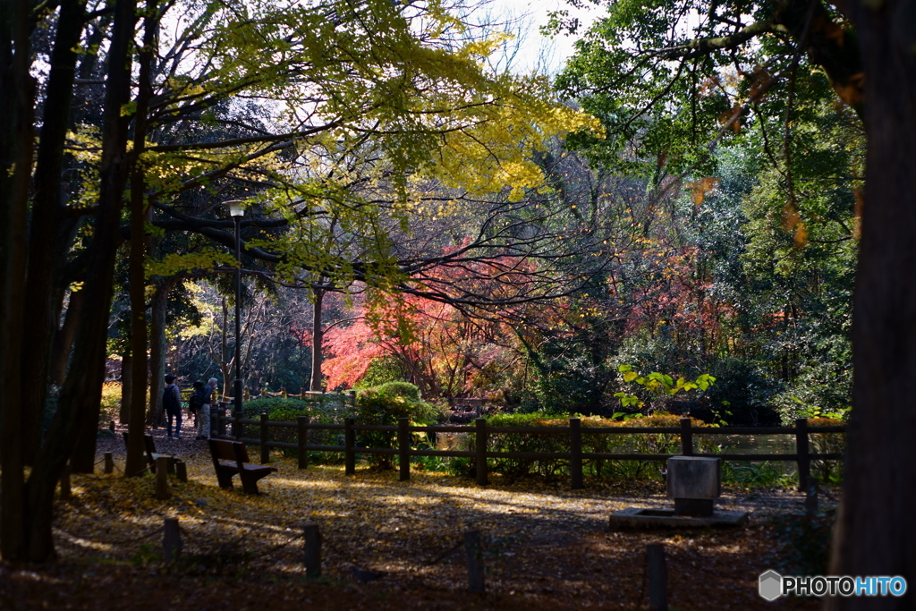 晩秋の公園