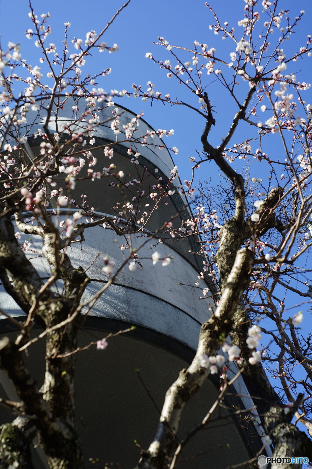 花は咲く