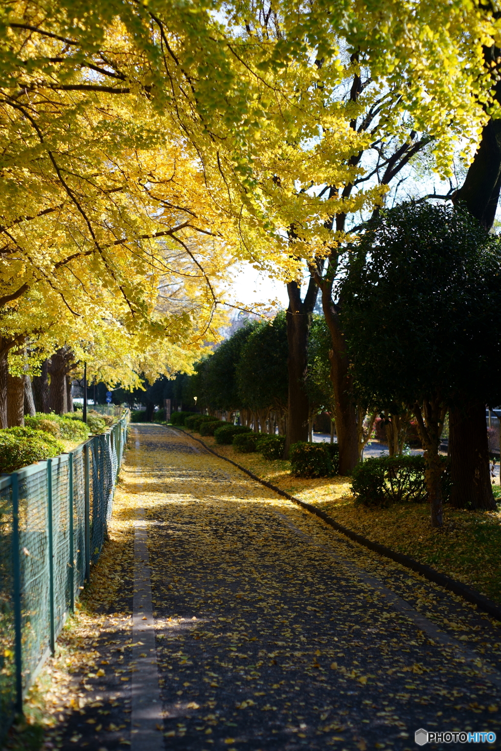 金色の路