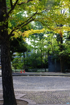 秋がきてます