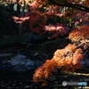 水面にはえる