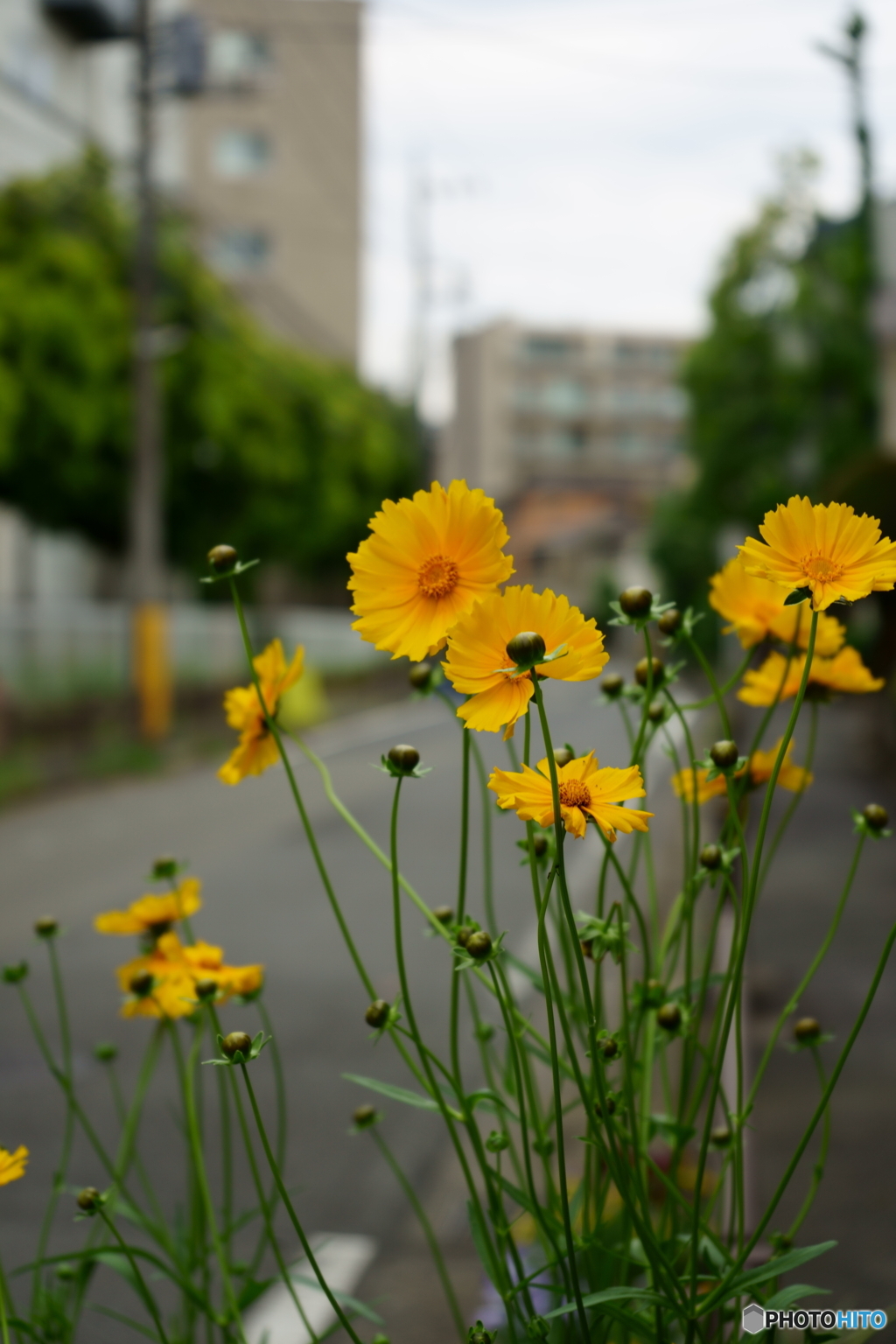 華は咲く