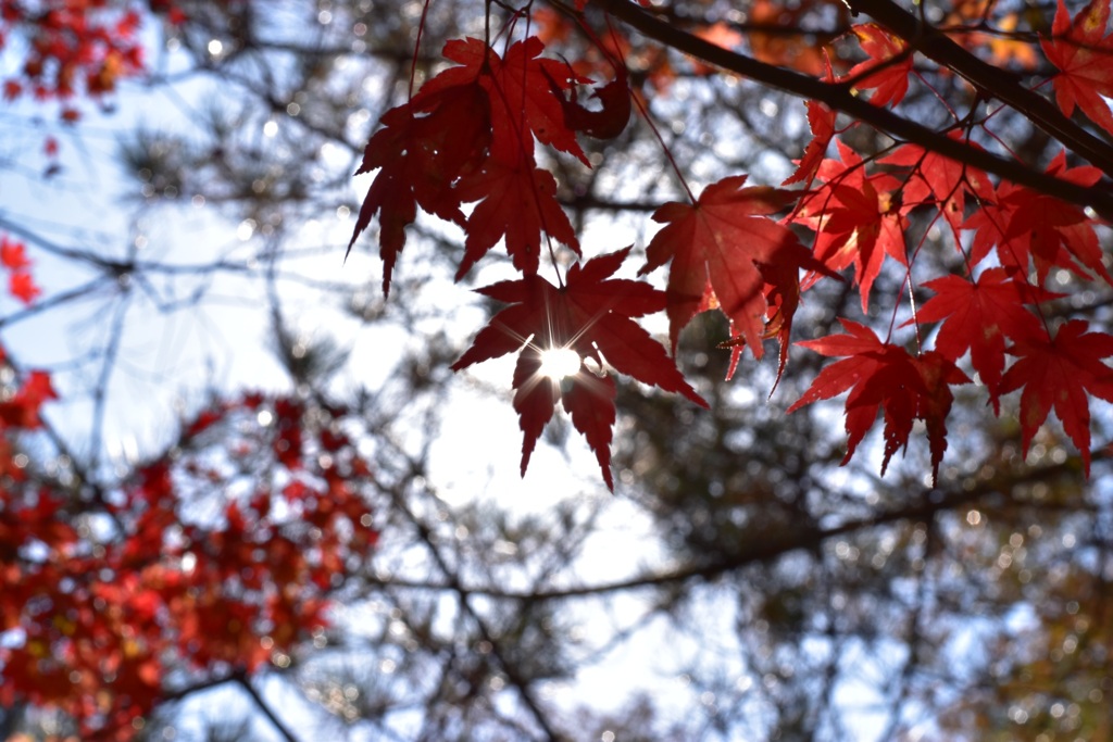 紅葉と太陽