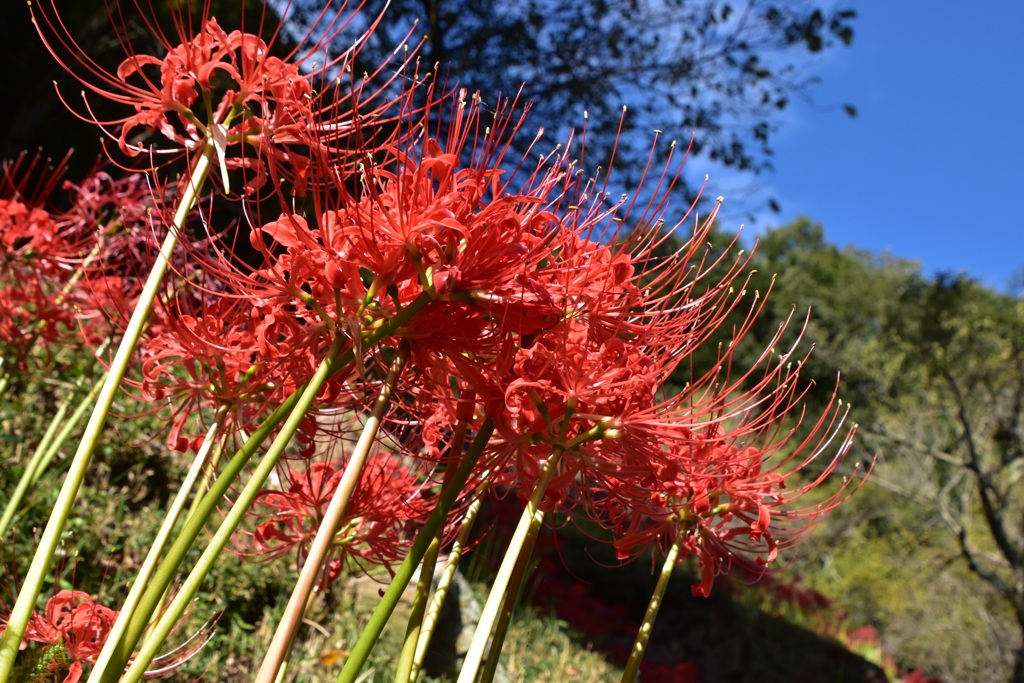 彼岸花
