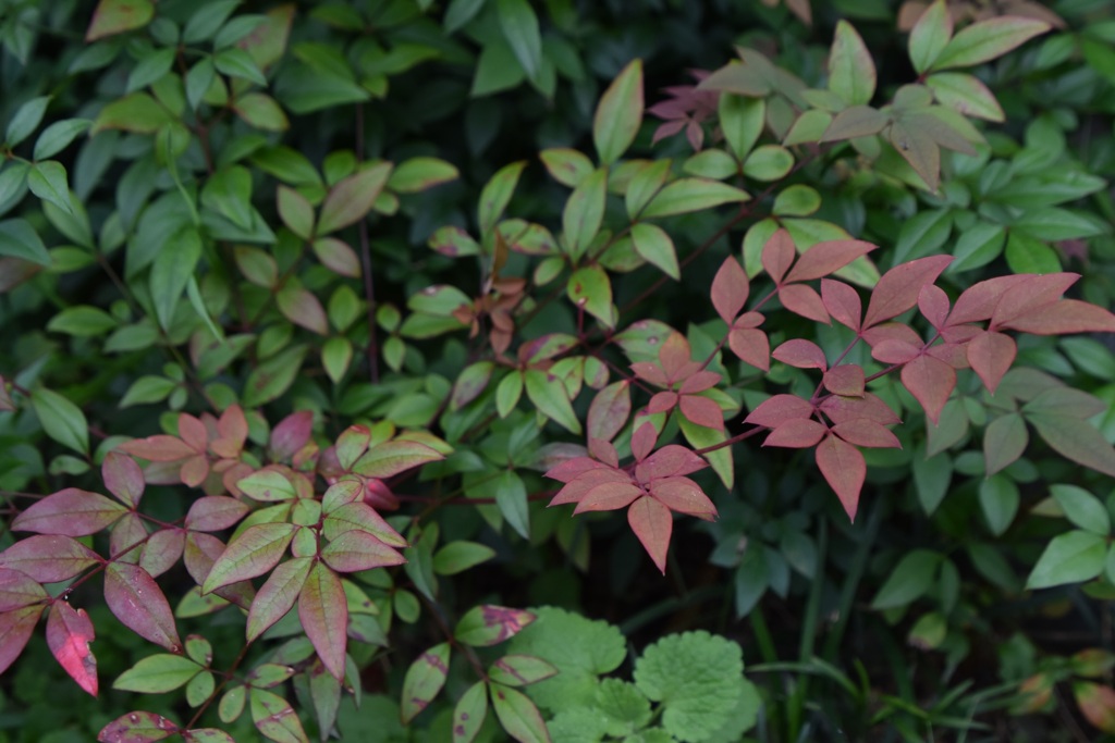 庭の紅葉