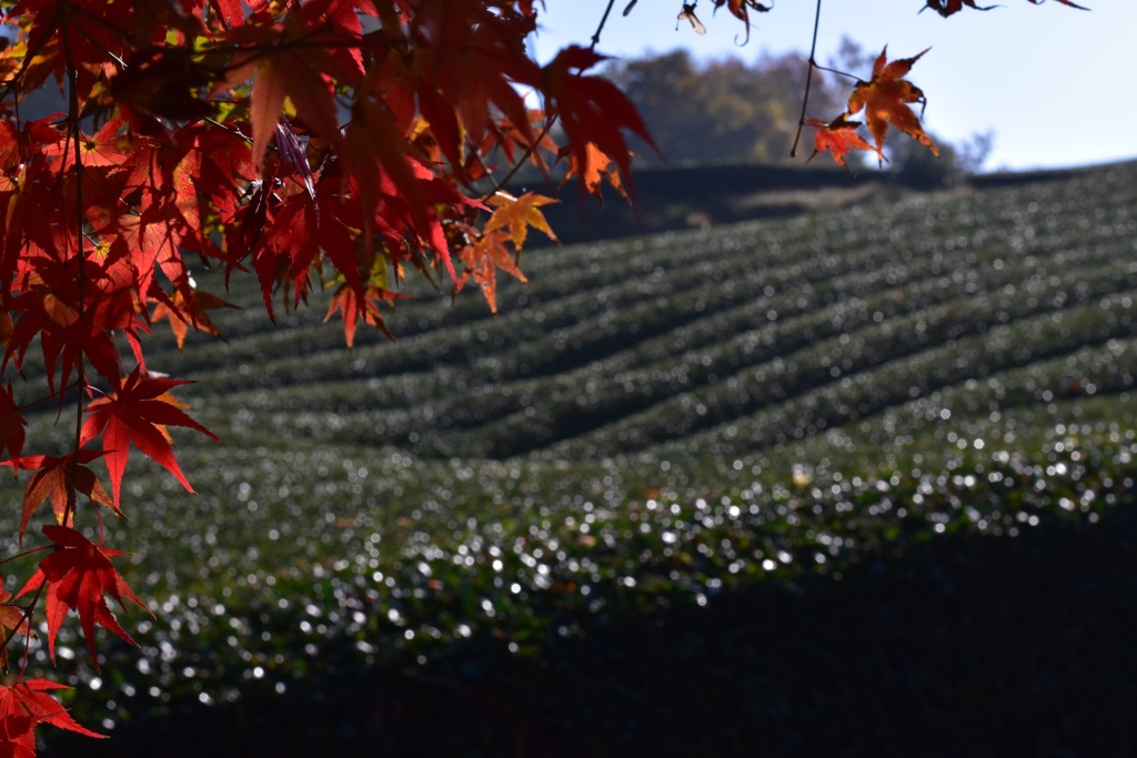 茶畑と紅葉