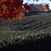 茶畑と紅葉
