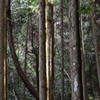 グウィーーーン