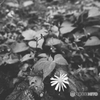 道端の花