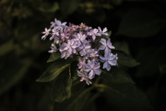 紫陽花
