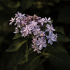 紫陽花