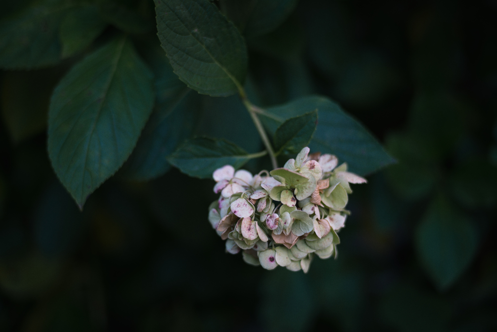 紫陽花
