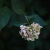 紫陽花