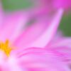 Dahlia