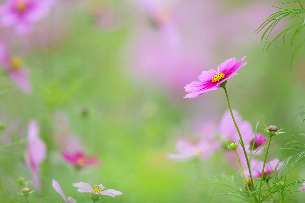 秋桜