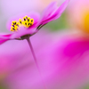 秋桜