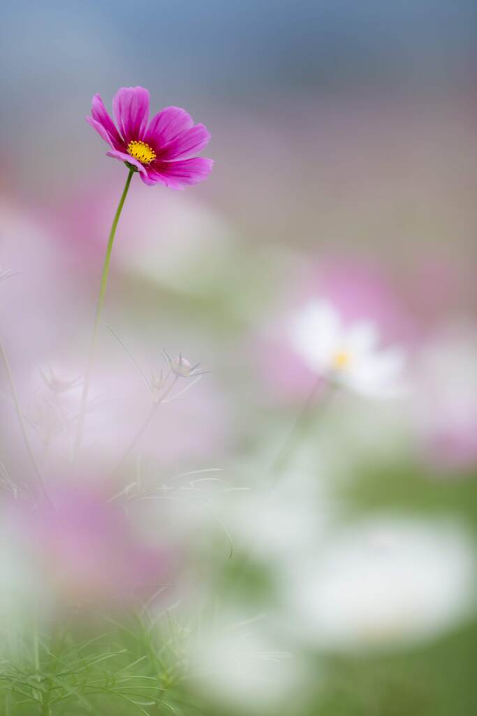 秋桜