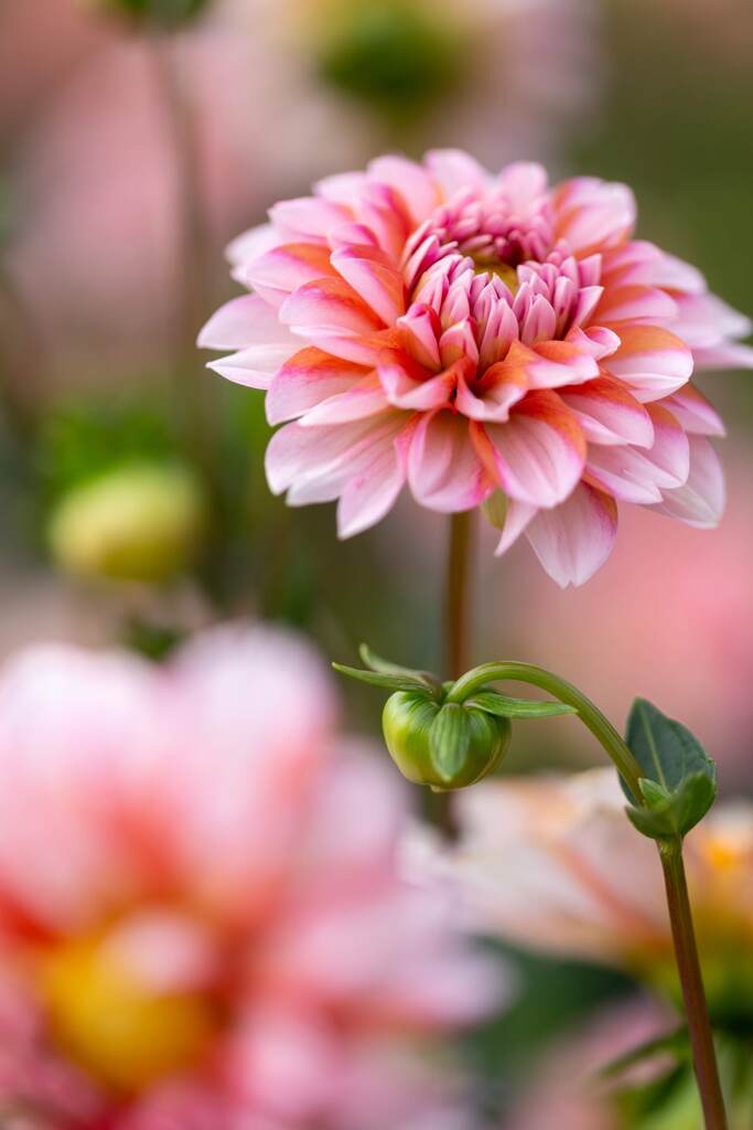 Dahlia