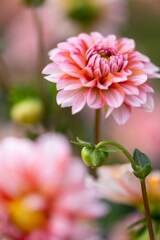 Dahlia