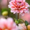 Dahlia