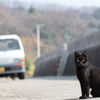 島のにゃんこ