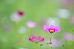 秋桜