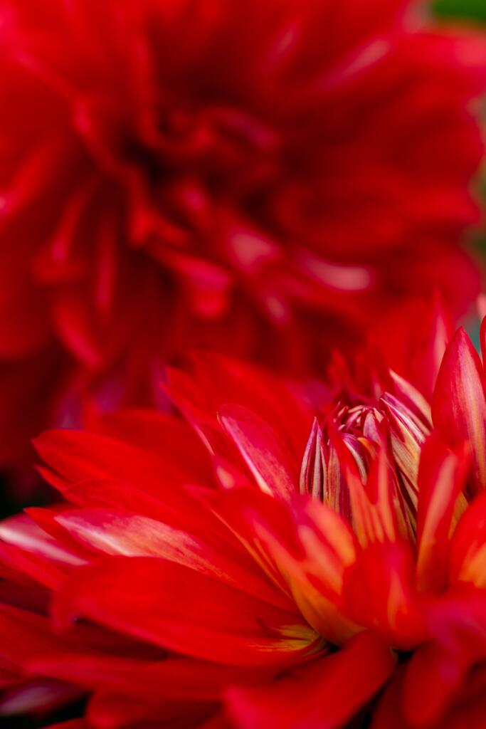 Dahlia