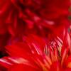 Dahlia